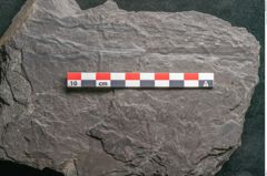 Foto (Detailansicht) von Plantae indet.  (NHMW-GEO-2024-0188-11545)